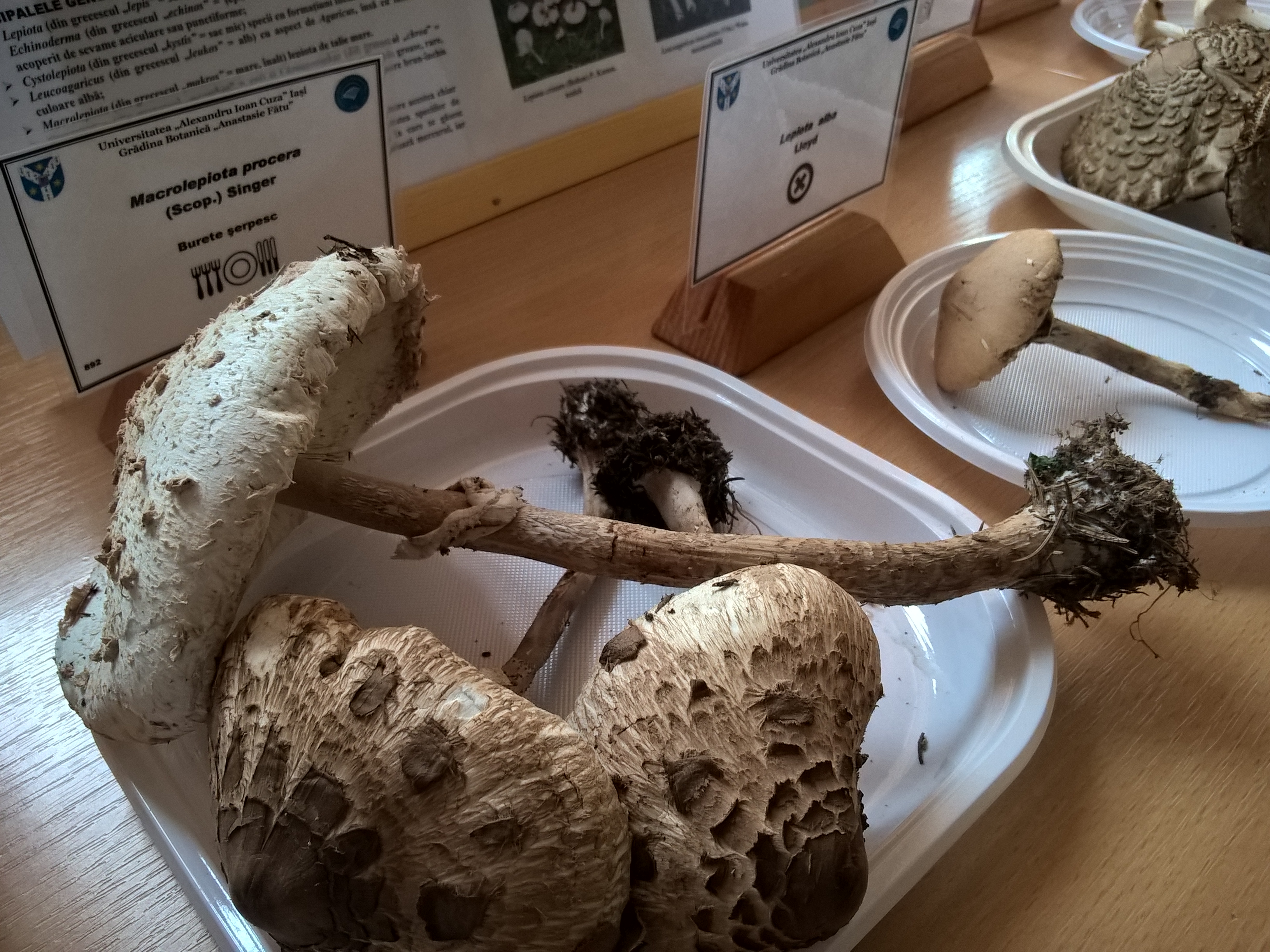 Tabăra micologică, Ediția a III-a, 20-23 septembrie 2018, Poiana Negri – Județul Suceava